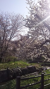 sakura ogawa.jpg sakura ogawa.jpg